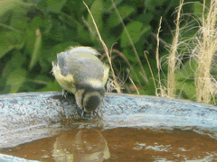 Tit drinking at the bird bath